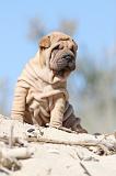 SHAR-PEI 542